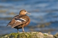 stellers eider